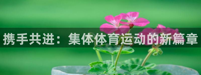 成都熊猫体育公园：携手共进：集体体育运动的新篇章